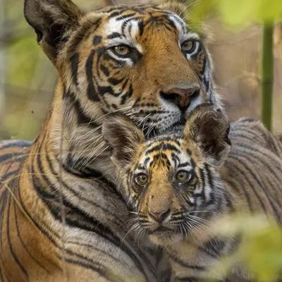 Tiger - extra.image