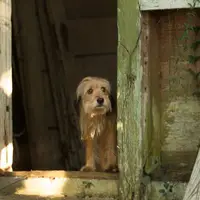 Benji - extra.image