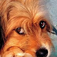 Benji auf heißer Fährte - extra.image