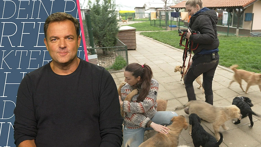 Dein perfekter Hund - Best of