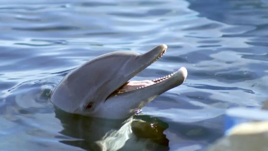 Bernie, der Delfin