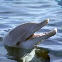 Bernie, der Delfin - extra.image