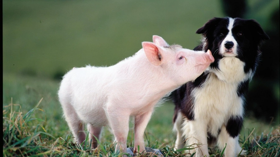 Ein Schweinchen namens Babe