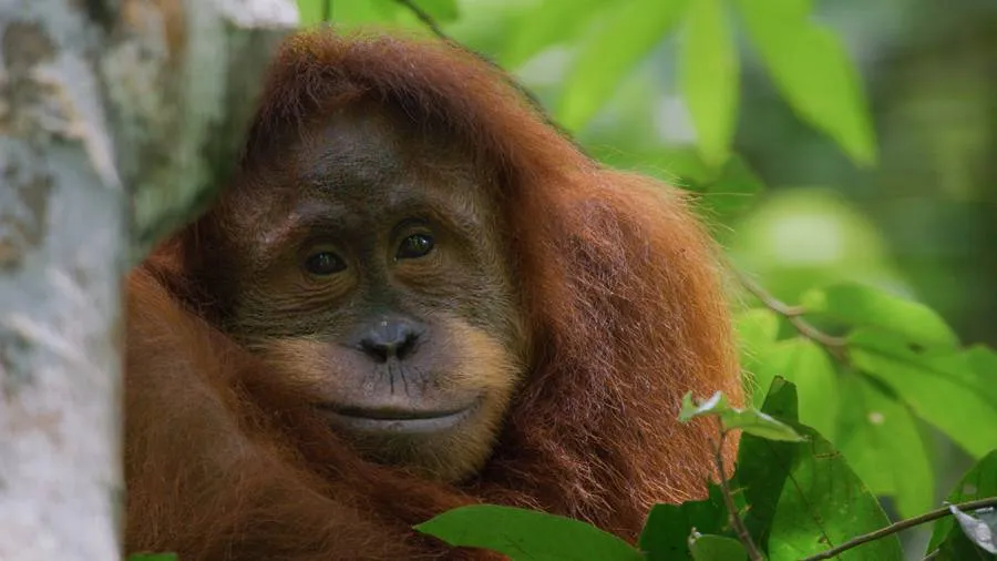 Orang-Utans