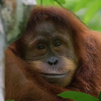 Orang-Utans - extra.image