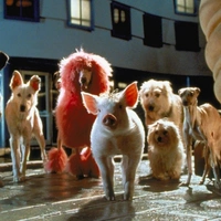 Schweinchen Babe in der großen Stadt - extra.image