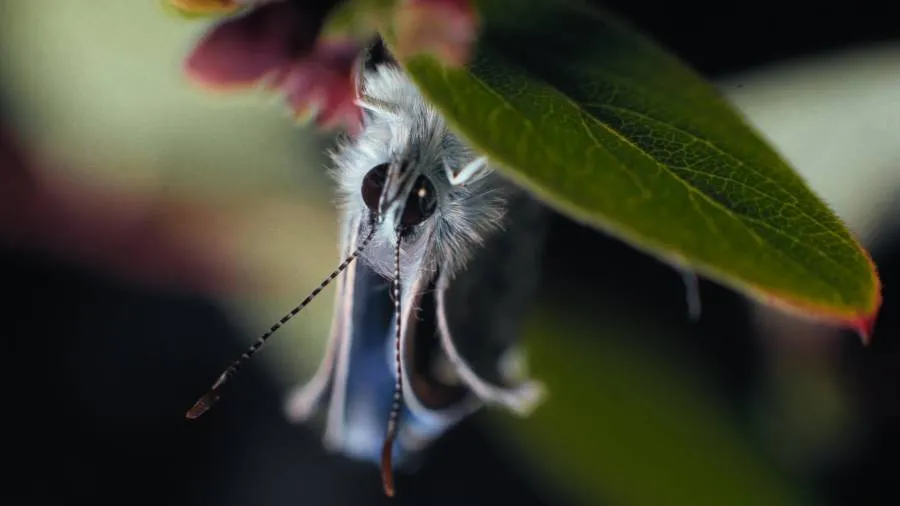 Insekten - Helden im Verborgenen