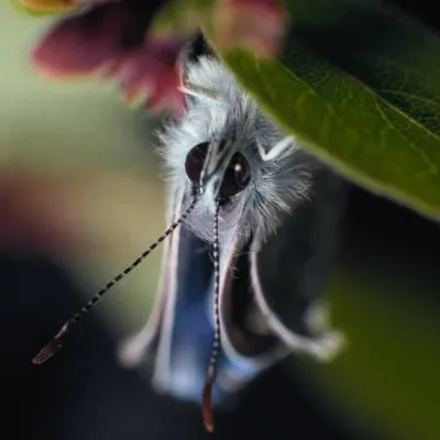 Insekten - Helden im Verborgenen - extra.image