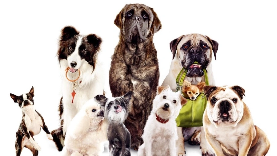 Das Hundehotel