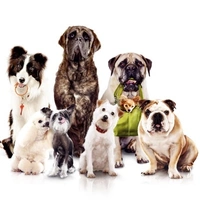 Das Hundehotel - extra.image