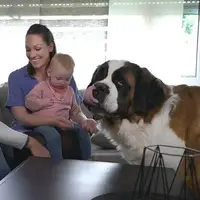 Die großen Hunde - Mit Martin Rütter - extra.image