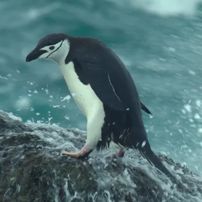 Unsere Ozeane - extra.image