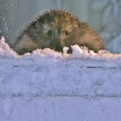 Ein Igel namens Hogi - extra.image