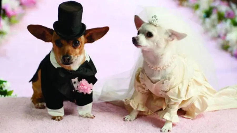 Beverly Hills Chihuahua 2