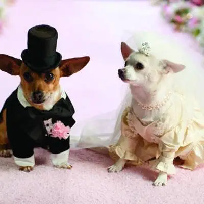 Beverly Hills Chihuahua 2 - extra.image