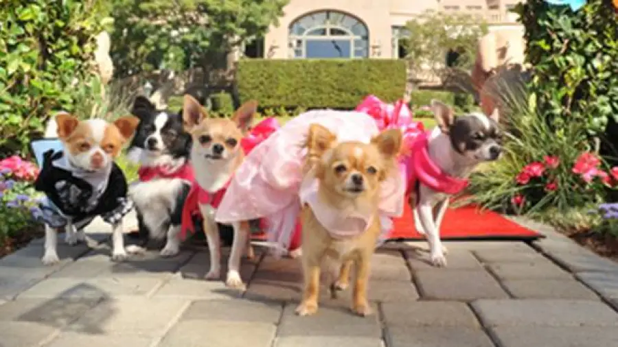 Beverly Hills Chihuahua 3 – Viva la Fiesta!