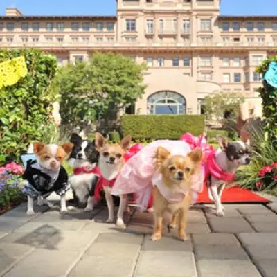 Beverly Hills Chihuahua 3 – Viva la Fiesta! - extra.image