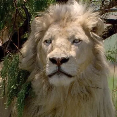 Der weiße Löwe - extra.image