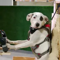 Die faszinierendsten Tiergeschichten der Welt - extra.image