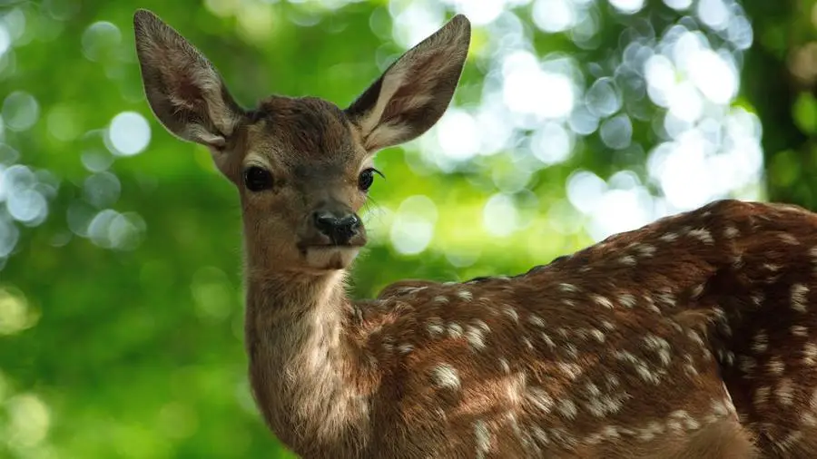 Bambi - Eine Lebensgeschichte aus dem Walde
