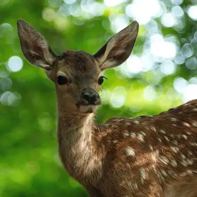 Bambi - Eine Lebensgeschichte aus dem Walde - extra.image