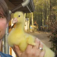 Eine Gans für Nils Holgersson - extra.image