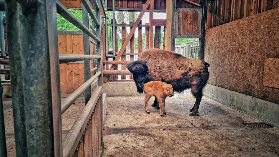 Geheime Tiergeburten