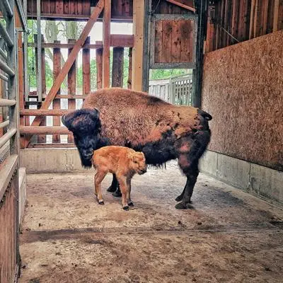 Geheime Tiergeburten - extra.image